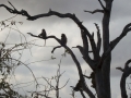 Baboons-on-guard-Kruger-Medium