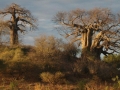 Baobabs-Medium