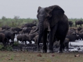 Elephant-Kruger-Medium