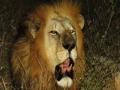 Kruger-Lion-Medium