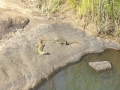 Leguane-Sabie-River-Kruger-Medium