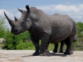 White-Rhino-Kruger-Medium