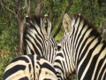 Zebras-Medium