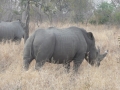 Shiduli Private Lodge Rhino (Medium).JPG