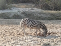 Shiduli Private Lodge Zebra looking for water (Medium).JPG