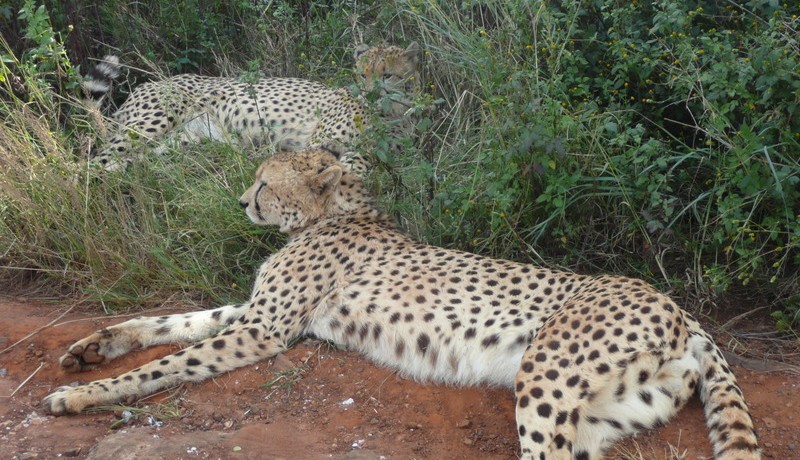 Ann van Dyk De Wildt Cheetah Centre